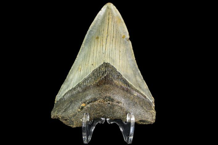 Fossil Megalodon Tooth - North Carolina #109538